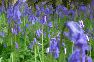 Blubells Impression