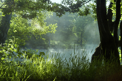 First Light at Cannop Ponds