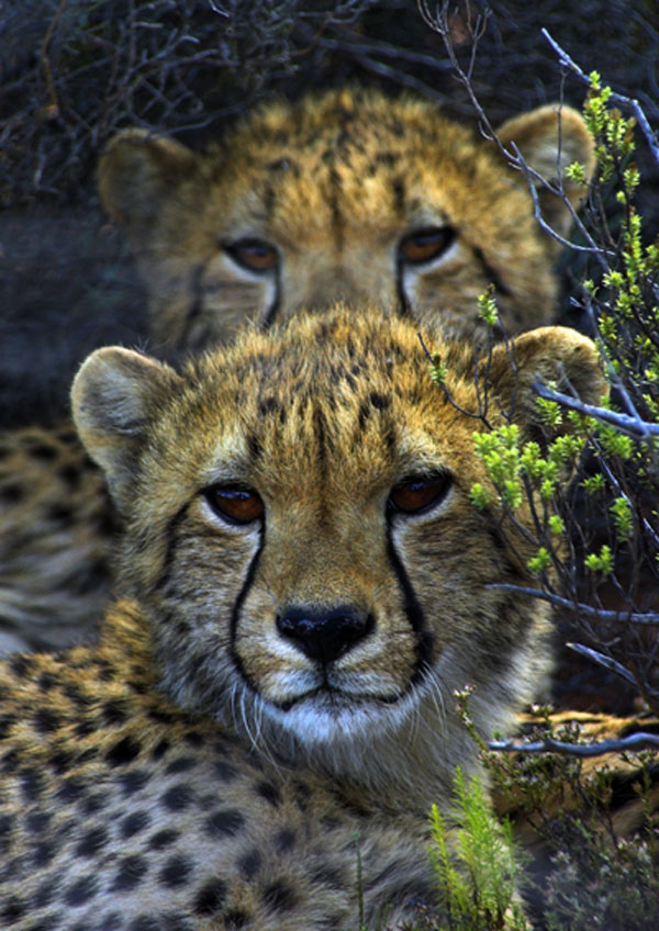Cheetah Cubs At Sambona in South Africa.