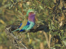 Lilac-breasted Roller.
