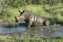 White Rhinoceros.