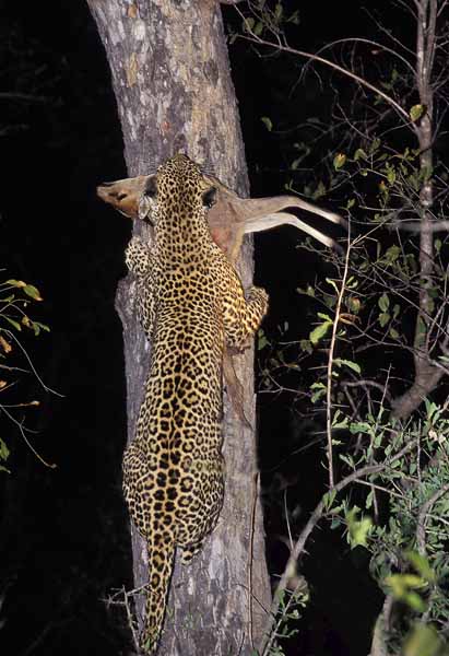 Safari climbing a tree with a baby Duiker kill.