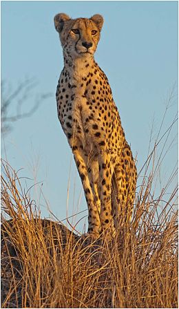 Cheetah on termite mound