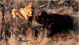 Confrontation Lion and Buffalo