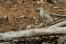 Indian Pond Heron.