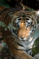 Tiger.