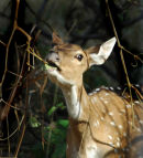 Spotted Deer