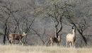 Sambar.