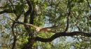Changeable Hawk Eagle.
