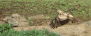 Changeable Hawk Eagle.