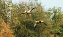 Ruddy Shelduck.