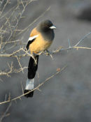Rufous Treepie.