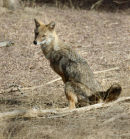 Jackal.