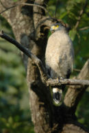 Crested Serpent Eagle.