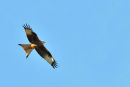 Red Kite.