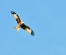Red Kite.