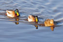 Mallard - males and female.