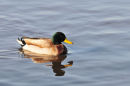 Drake Mallard.