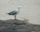 Silver Gull.