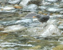 American Dipper eating the eggs of the Chum Salmon.