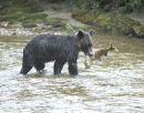 Brown Bear with a Chum Salmon.