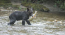 A Brown Bear with a Chum Salmon.