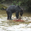A Brown Bear with the remains of a Chum Salmon.