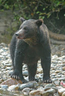 Brown Bear.