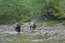 Two Brown Bears walk along the river looking for salmon.