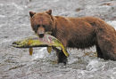 A Brown Bear with a Chum Salmon.