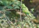 Yellow-Chevroned Parakeet