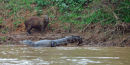Capybara and Paraguayan Caiman.