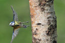 Blue Tit departure.