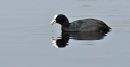 Coot