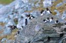 Little Auk.
