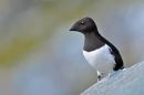 Little Auk.