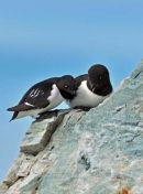 Little Auk.