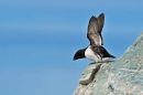 Little Auk.