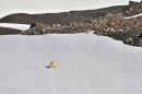 Our first Polar Bear.