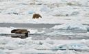 Polar Bear and Walrus.