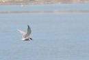 Arctic Tern.