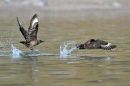 Great Skua.