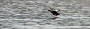 Black Guillemot.