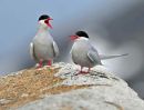 Arctic Tern.