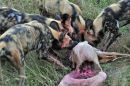 Wild Dog Kill