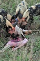 Wild Dog Kill