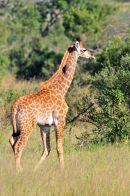 Young Giraffe