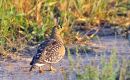 Double_banded Sandgrouse