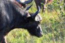 Buffulo with insects
