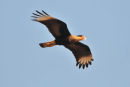 Southern-crested Caracara.